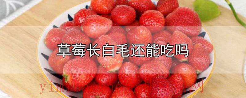 草莓长白毛还能吃吗