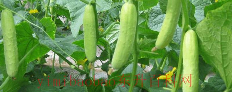 芒种可以种什么蔬菜