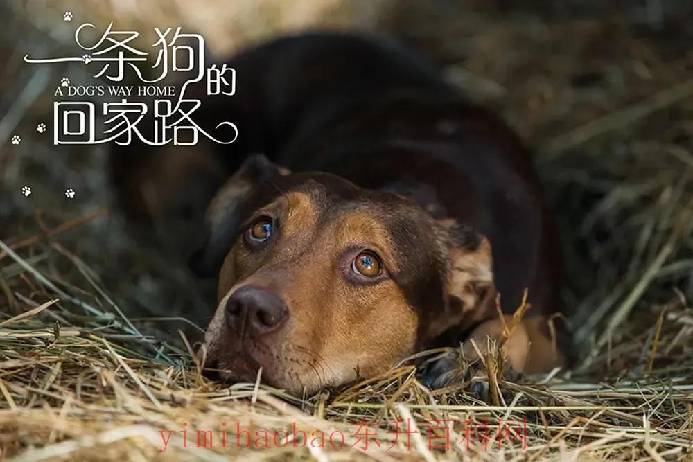 关于狗的电影有哪些推荐（十大催泪狗狗电影推荐）