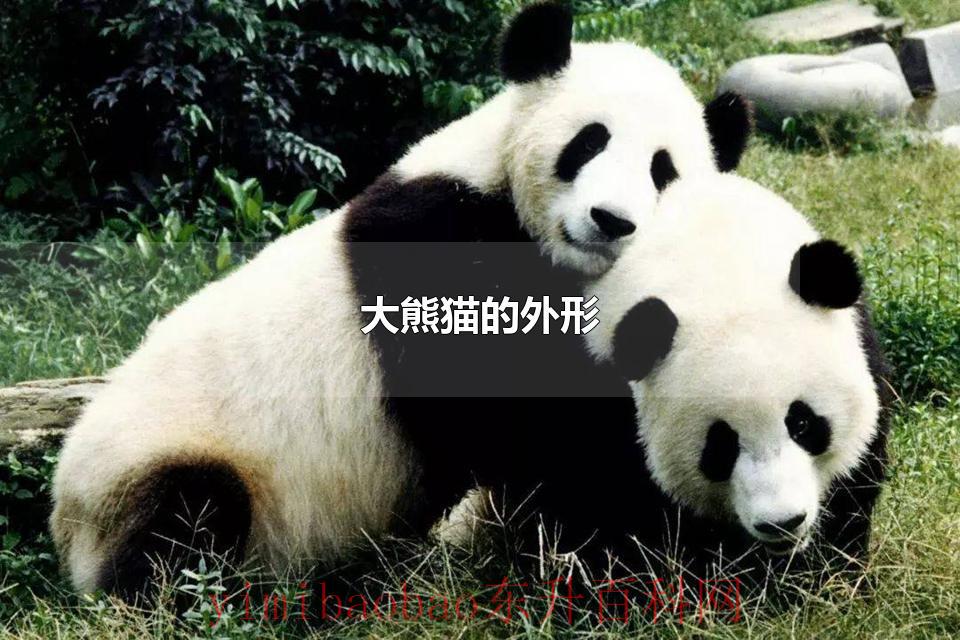 大熊猫的外形 大熊猫吃什么食物