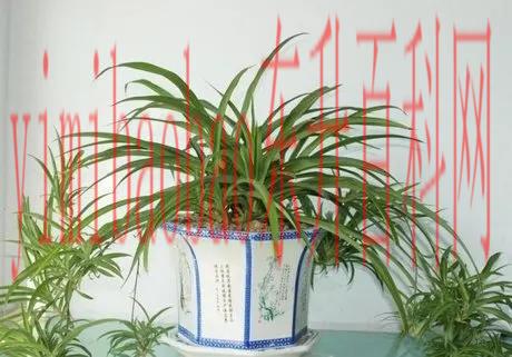 什么属于变态茎（具有特殊功能的那些变态茎）