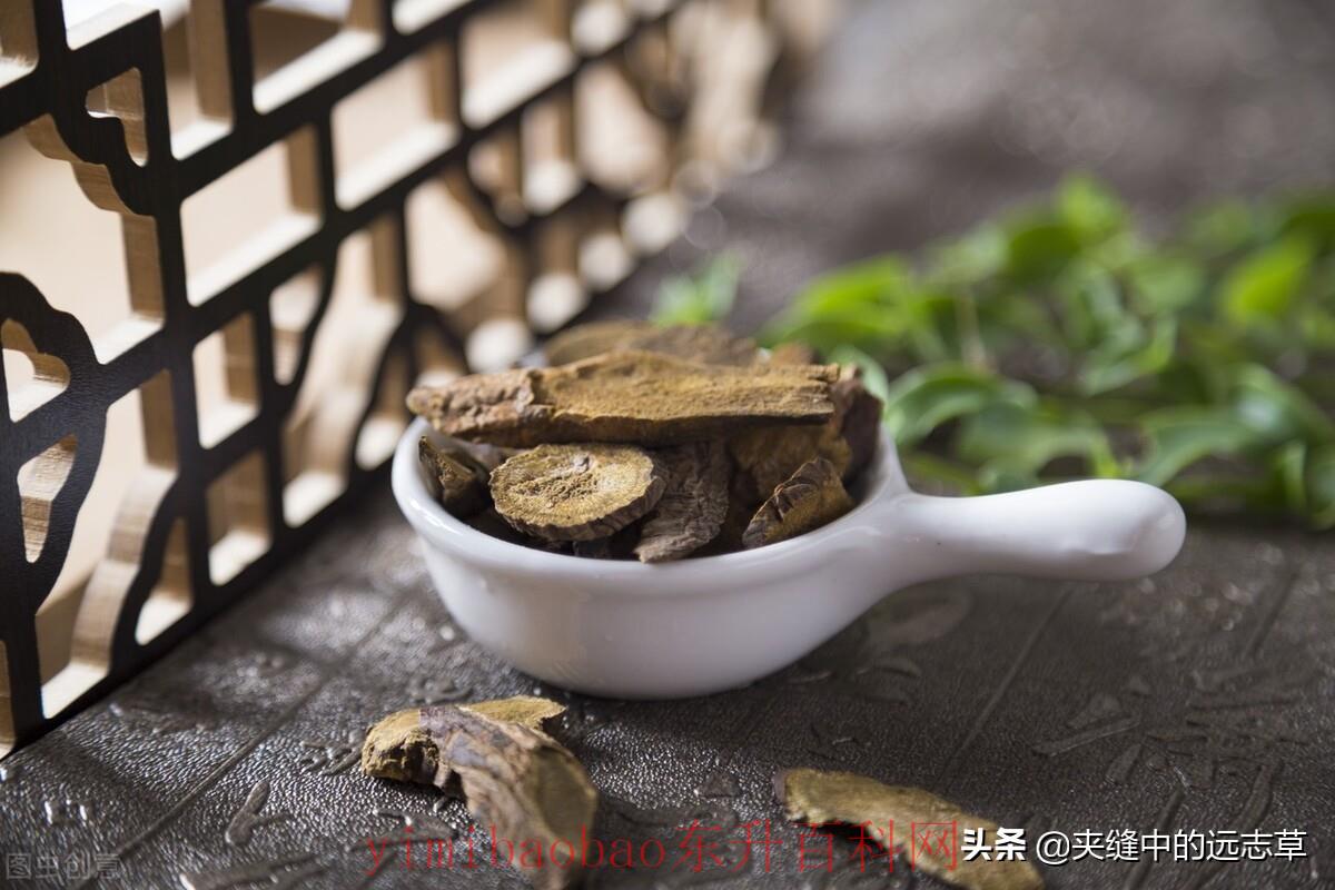脂肪肝吃什么药（脂肪肝？送你七味中药，清热利湿，健脾祛痰）