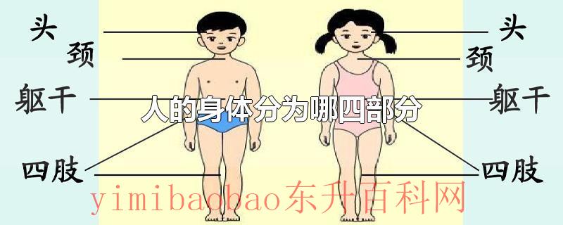 人的身体分为哪四部分