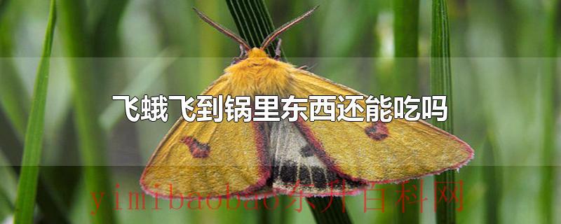 飞蛾飞到锅里东西还能吃吗