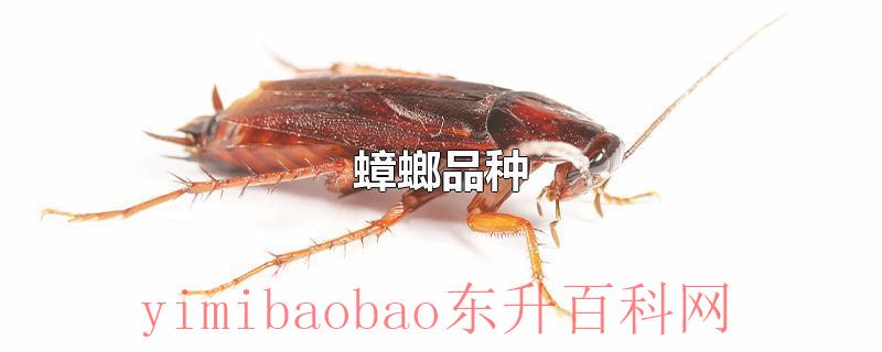 蟑螂品种
