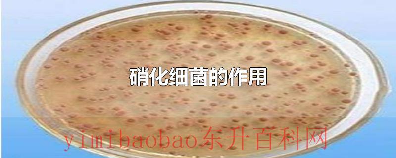 硝化细菌的作用