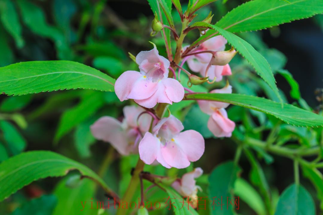 杨万里《夏日绝句》夏日绝句古诗的意思