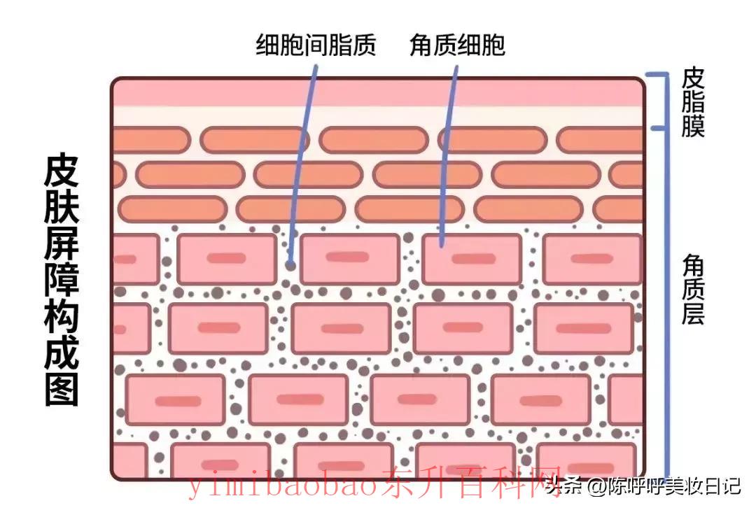 精华液的正确使用方法顺序（查漏补缺｜精华液的正确使用顺序，你真的用对了吗？）