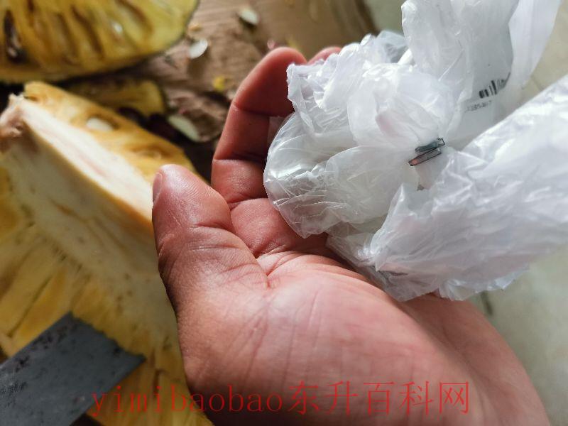 菠萝蜜的胶粘在手上怎么洗掉（菠萝蜜的树胶粘到手上怎么洗干净？这三种方法一个比一个方便实用）
