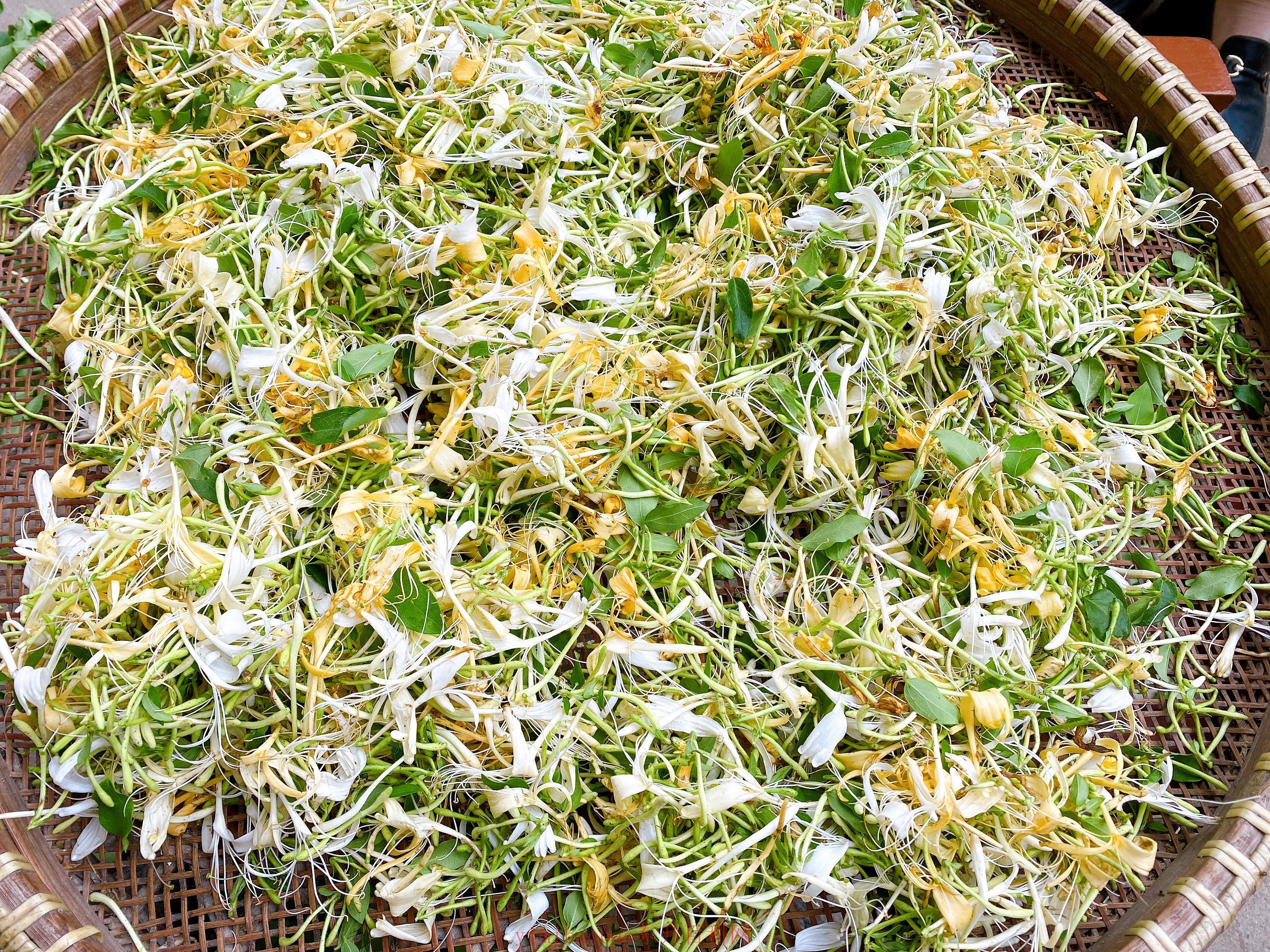 金银花茶的制作方法（自制金银花茶简单3步1分钟学会，做一次保存一年）