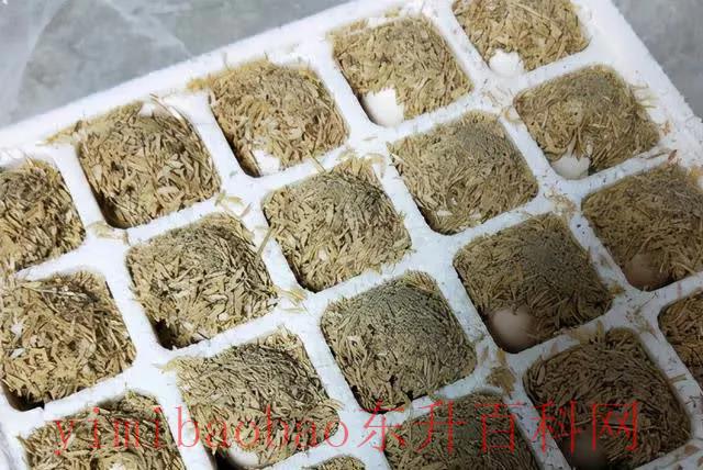 鸡蛋应该怎样保存才好（鸡蛋应该怎样保存才好！教你4个小妙招，保存几个月没问题，简单实用）