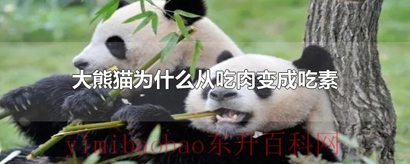 大熊猫为什么从吃肉变成吃素