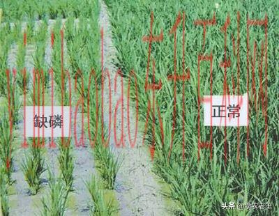 磷肥有哪些作用（磷肥是什么？有什么功能？怎样用？半懂不懂，少不了吃亏上当）