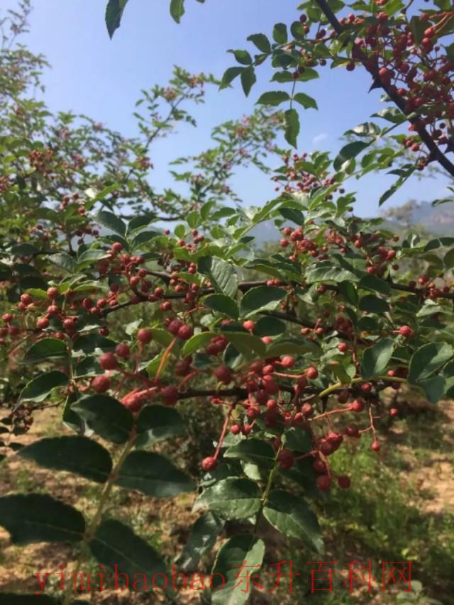 种花椒树全过程（花椒树的种植方法）