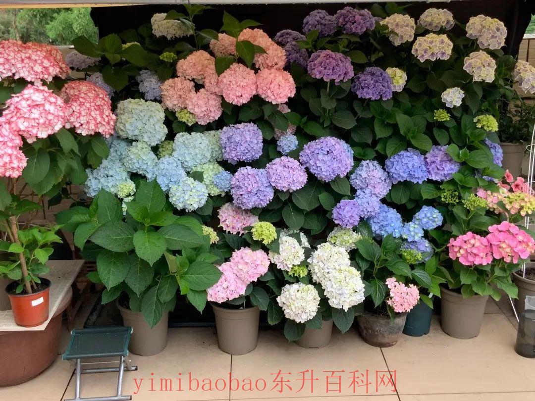 哪种花不适合过多晒太阳（6种漂亮花，“禁止”乱晒太阳，晒得越多，越不开花）