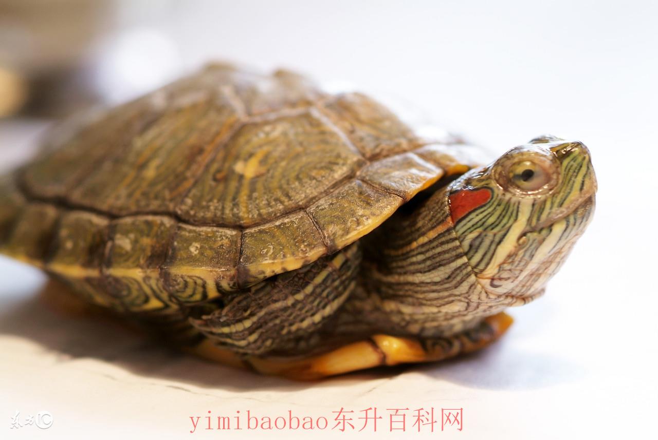 巴西龟冬眠吗怎么冬眠（简述巴西龟冬眠，以及注意事项）