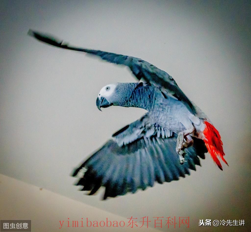 会变色的动物有哪些呢？盘点那些拥有特别颜色的动物们
