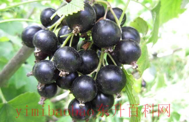 黑加仑是什么水果 营养成分高富含花青素，这黑果子比葡萄好养，适合种在阳台