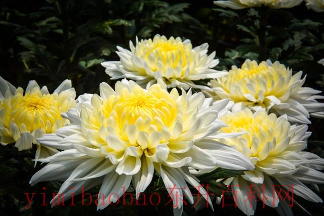 农历十二个月的花名 12个月都有自己的“花神”，快来看看