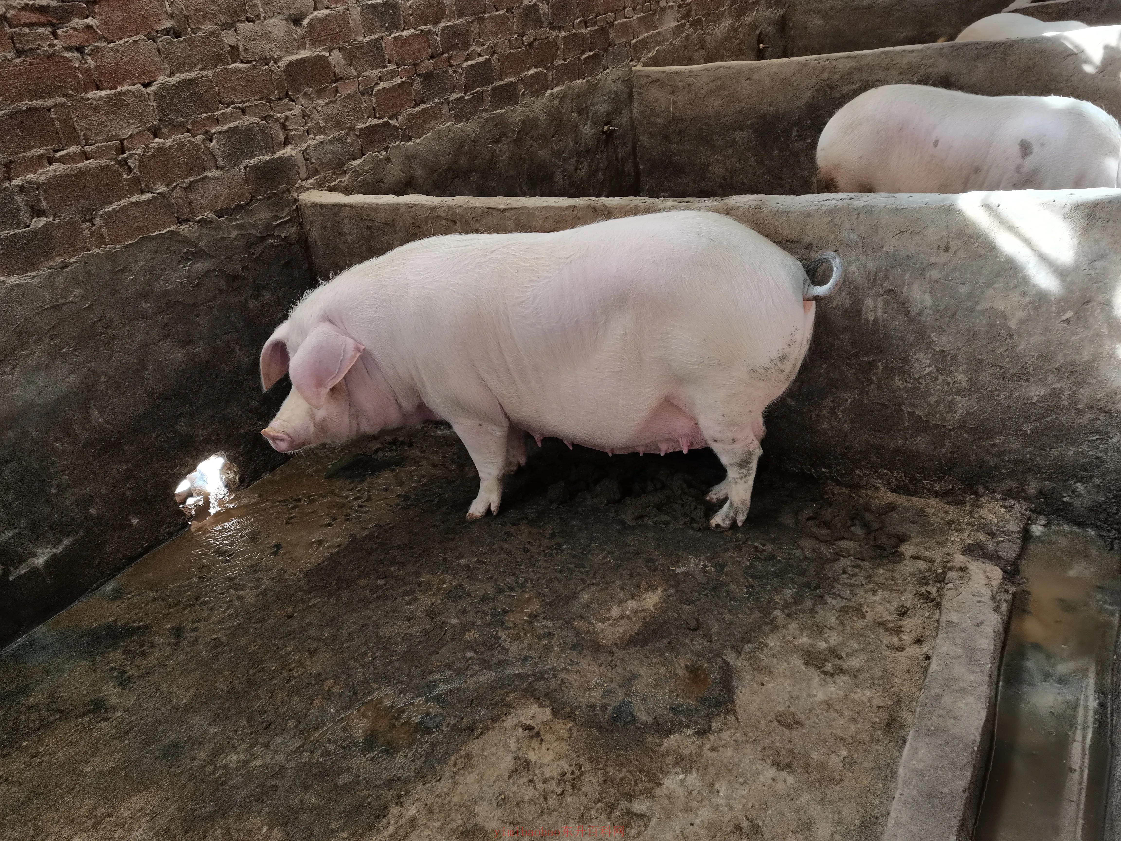 新手养猪入门 七点建议，让你少走弯路