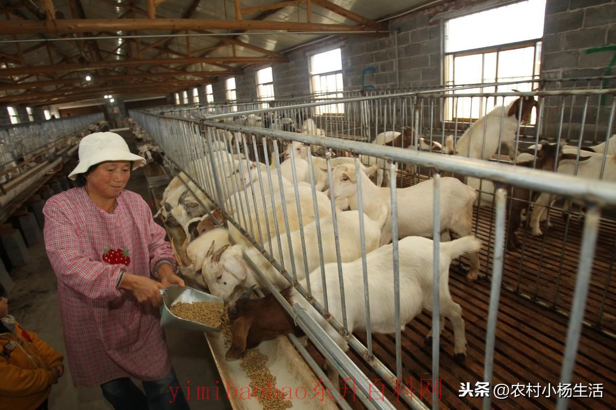 我想养羊怎么养殖？养羊人给你百科常识网小结了八个小技巧