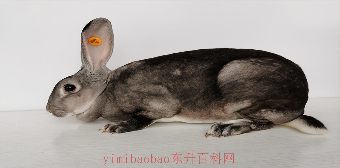 兔子的品种带图介绍 您关心的兔子都在这里了