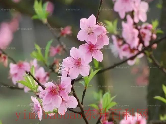 桃花象征着什么 桃花在古诗文中的寓意