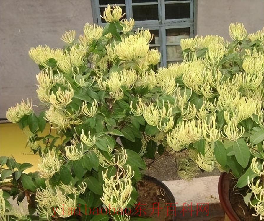 什么花吸甲醛 这“3种”花，都可以吸甲醛，还能处理小病小灾，养10盆都嫌少