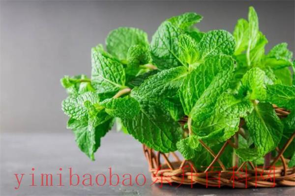 蚊子最怕的3个克星：薄荷/艾草/驱蚊剂(让蚊子不再叮咬)