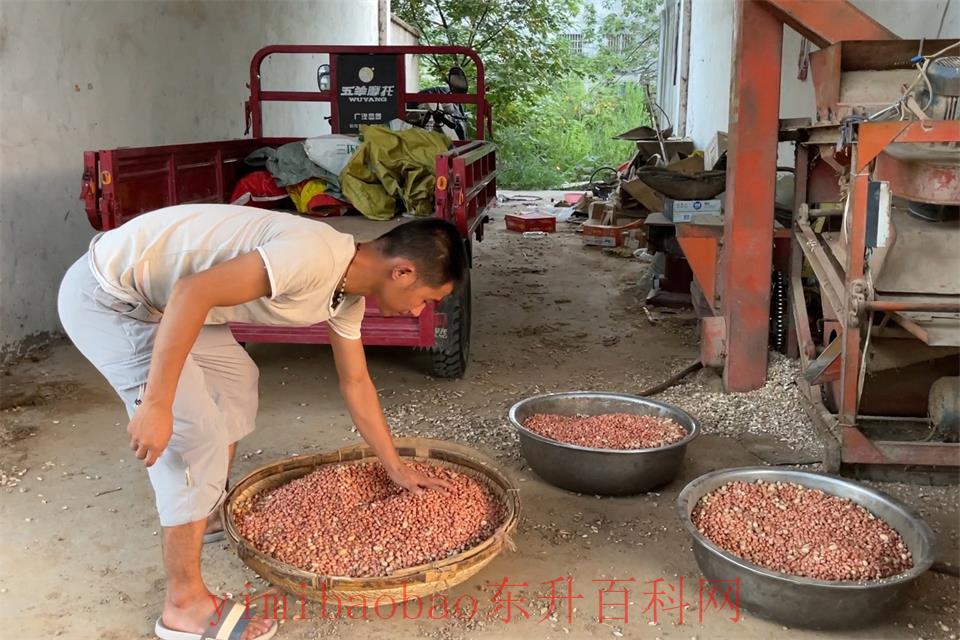 100斤花生米能榨出多少油