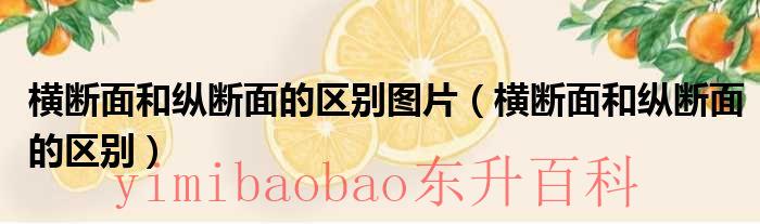 横断面纵断面是什么 横断面纵断面是什么意思