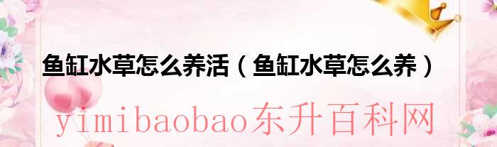 鱼缸水草怎么养活（鱼缸水草怎么养）