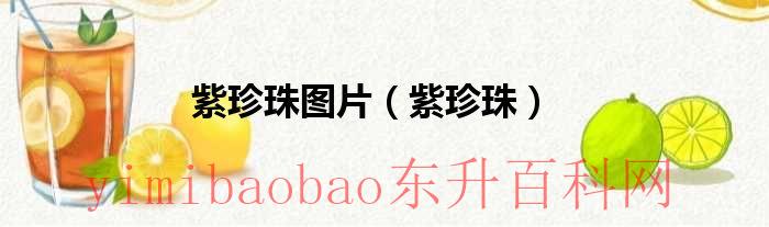 紫珍珠是好是坏（紫珍珠长啥样）