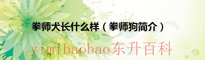 拳师犬是什么犬类 拳师犬是什么犬